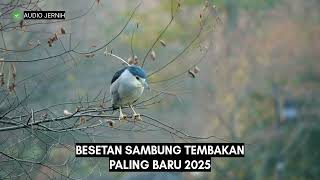 Masteran Burung Juara, Besetan Sambung Tembakan Rapat #masteranburung #kicaubird