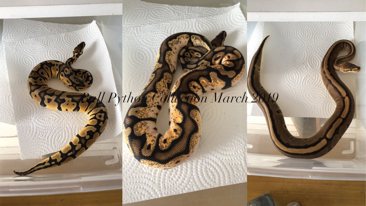 video phone beyonce mp3 Ball Python Collection March 2019
