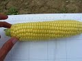 Сахарная кукуруза - серия 18. Самая первая кукуруза на рынке. Ранняя и качественная сладкая кукуруза
