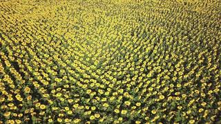 Flug über ein Sonnenblumen-Feld. #copter