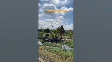 Cây Mai Cổ Thụ Duy Nhất Còn Sót Lại #maikhungmientay #shorts