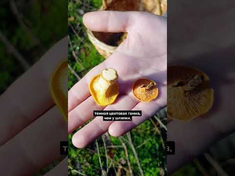 Как отличить съедобную лисичку от ложной #shorts #грибы