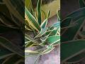 Snake plant care tips🌱🪴🥰#gardening #trending #shorts #beautiful #indoorplants #nature#love #ytshorts