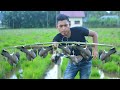 RATUSAN BURUNG KENAK //MENGUNAKAN JERAT DARI SINAR PANCING//BIRY TRAP