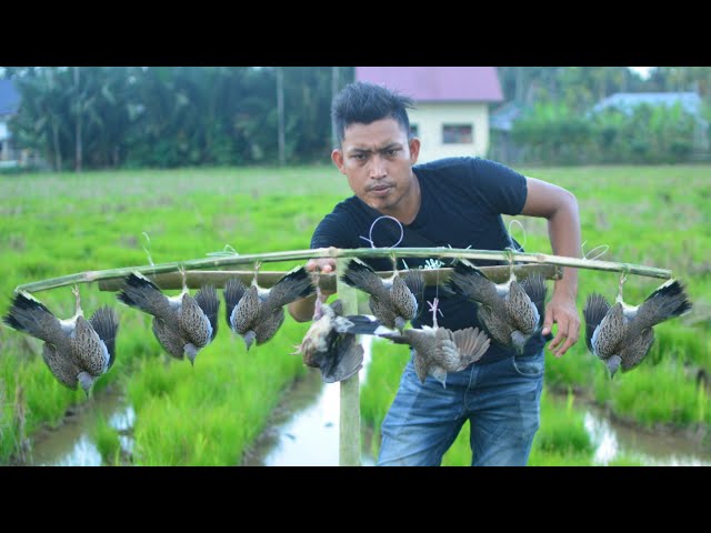 RATUSAN BURUNG KENAK //MENGUNAKAN JERAT DARI SINAR PANCING//BIRY TRAP class=