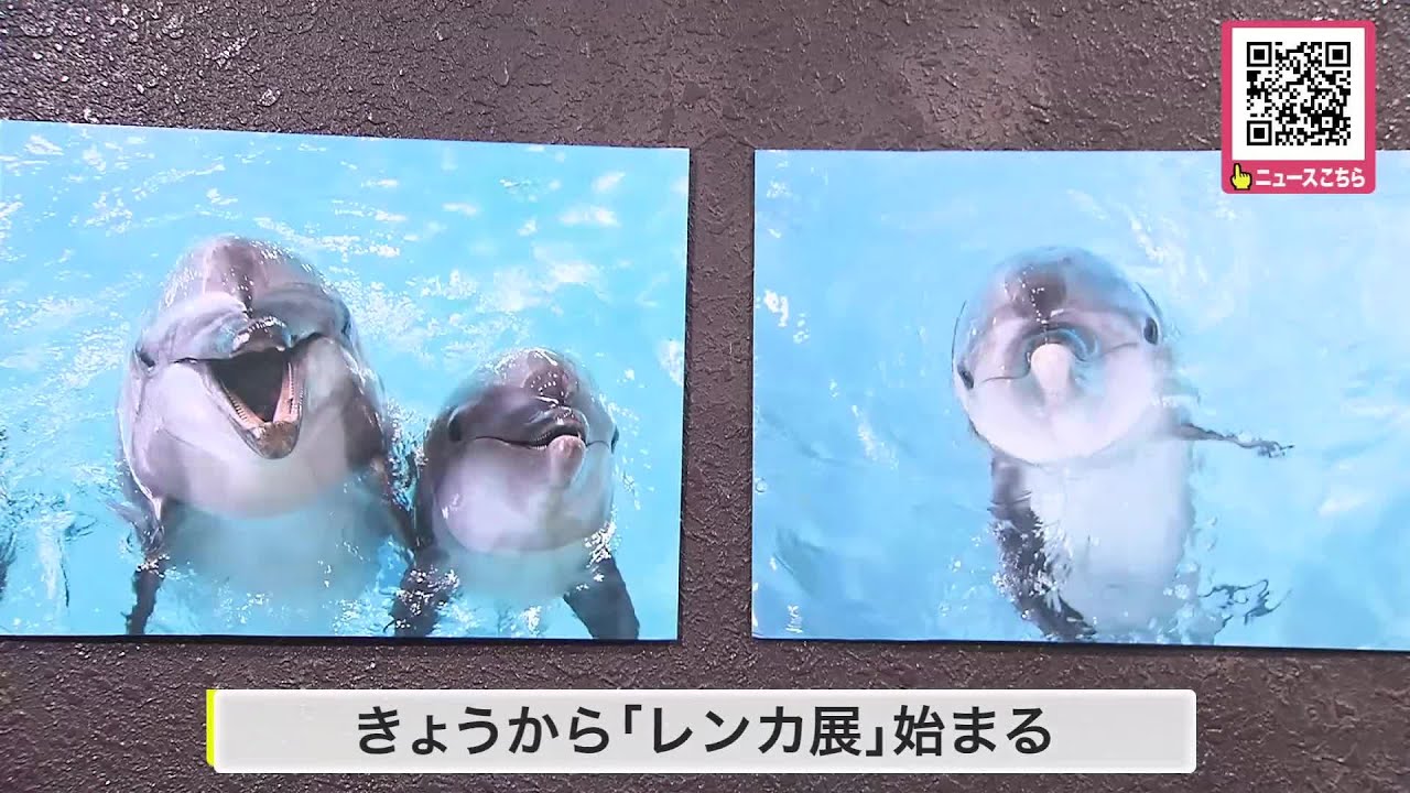 赤ちゃんイルカ成長の記録】バンドウイルカ『レンカ』のパネル展始まる