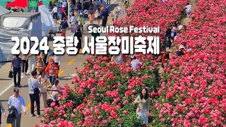 🌹2024 중랑 서울장미축제 천만송이 장미 향기가 가득, 봄꽃축제 장미터널 | Seoul Rose Festival walk  4K