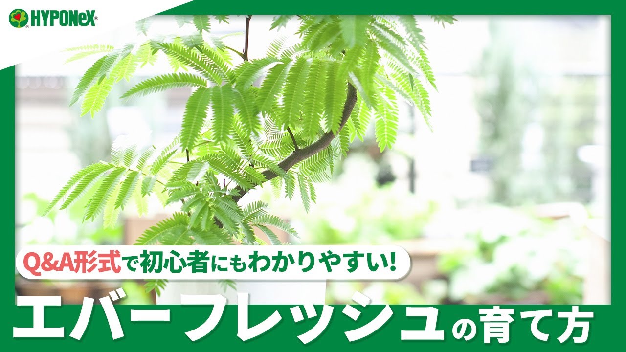 102 エバーフレッシュの育て方 苗の選び方や 水やりや肥料の与え方 冬越しの方法などもご紹介 Plantiaq A 植物の情報 育て方をq A形式でご紹介 Youtube