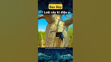Bao báp - loài cây kì diệu ở Châu Phi