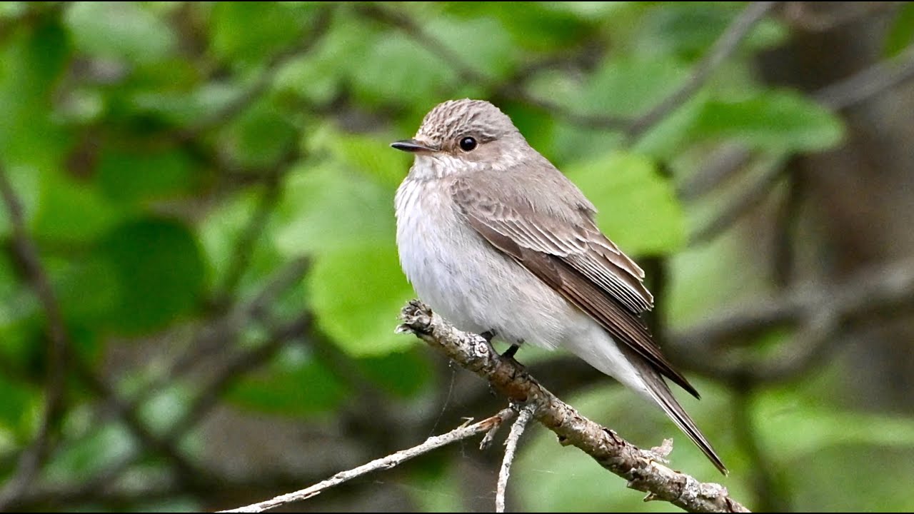 Gråfluesnapper, en litt sjelden fugl her oppe i nord. Spotted Flycatcher