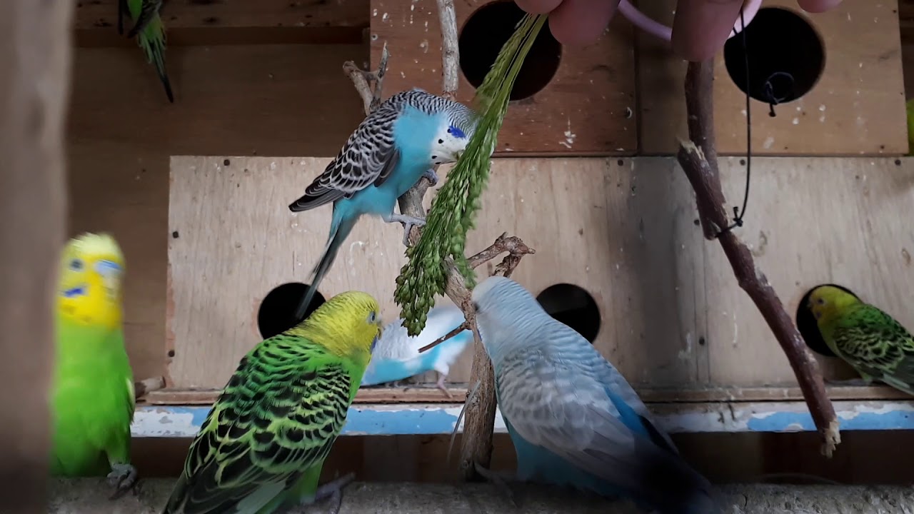 Happy budgie feeding seeds!!! YouTube