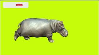 HiPPopotamus walking silently on green screen cartoon characters no copyright #hippopotamus