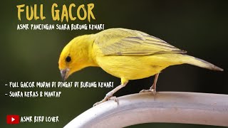 ASMR Suara Kenari FULL GACOR !! Masteran Burung Kenari PAUD dan Pancingan Kenari