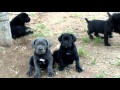 Cane Corso Puppy