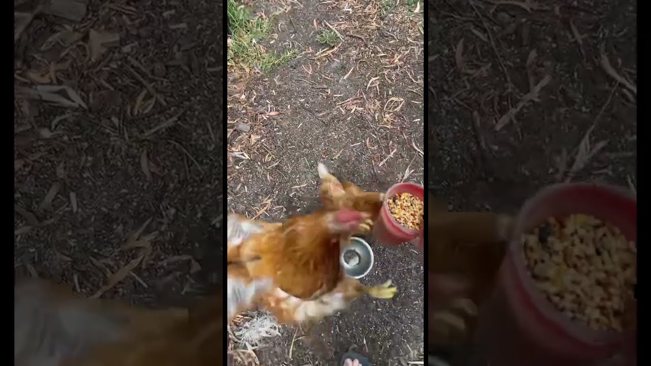 CHICKEN ATTACK