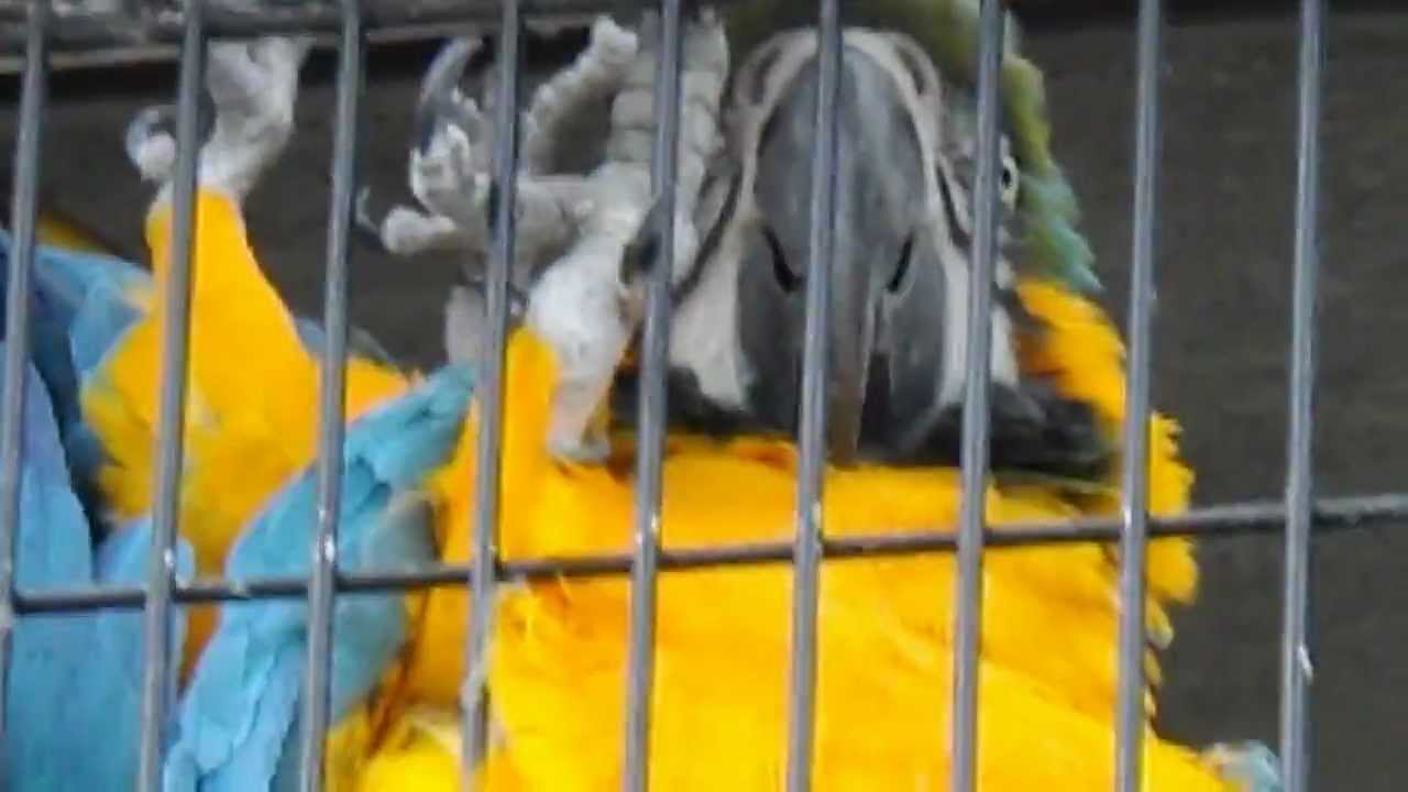 ルリコンゴウインコの値段や寿命 飼育方法について