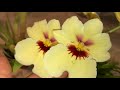 Клуб орхоманов июнь 2018. У кого что цветёт. Милтониопсис, онцидиум, башмачки, целогина и др орхидеи