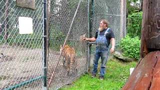 The Tiger calls him "Daddy" - DEW Animal Kingdom
