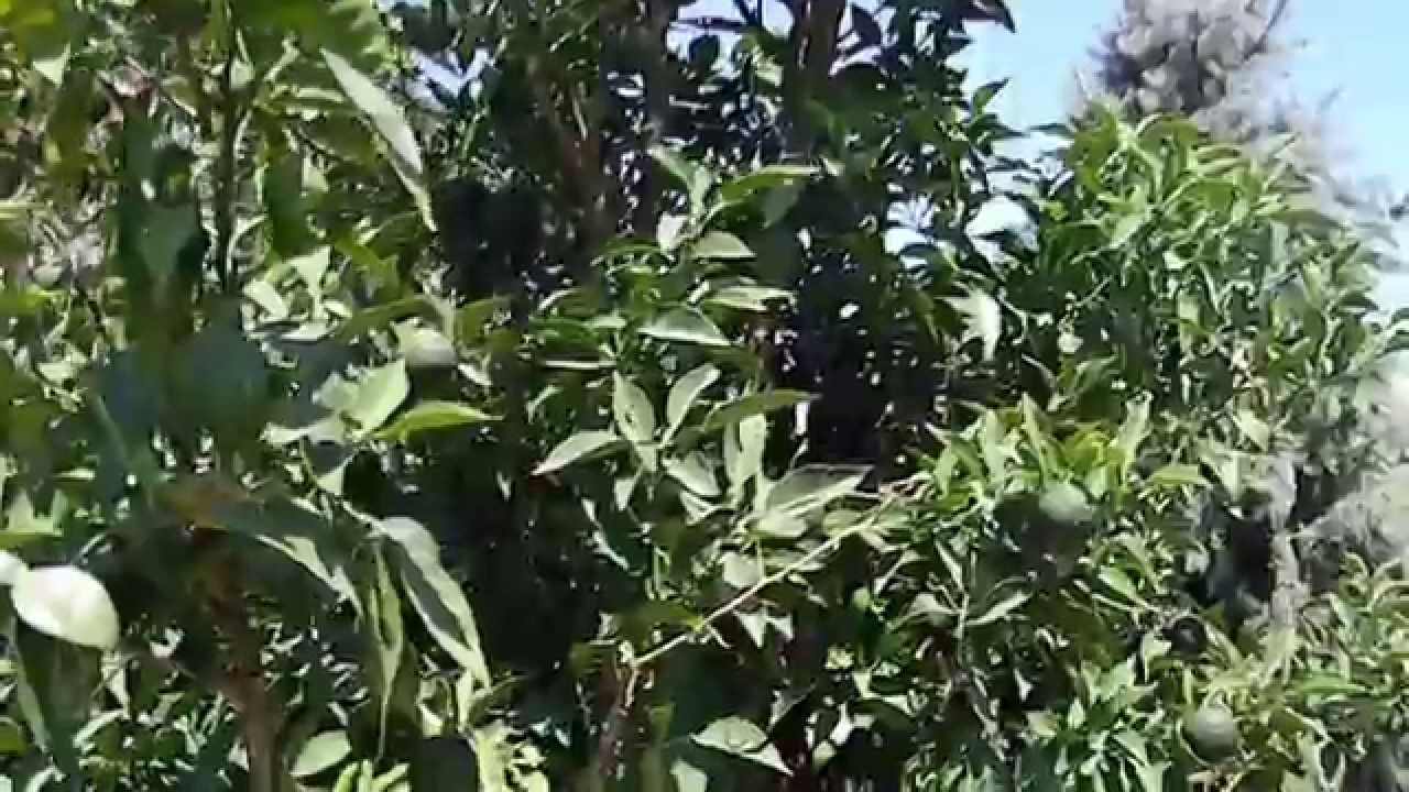 Yuzu Orange Tree - A Quick Profile - YouTube