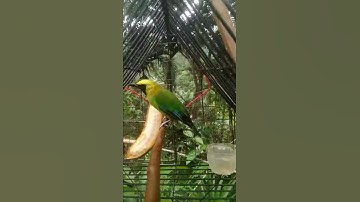 Burung Cucak rante/ranting pikat