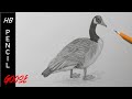 How to Draw a Goose | Detailed Pencil Drawing