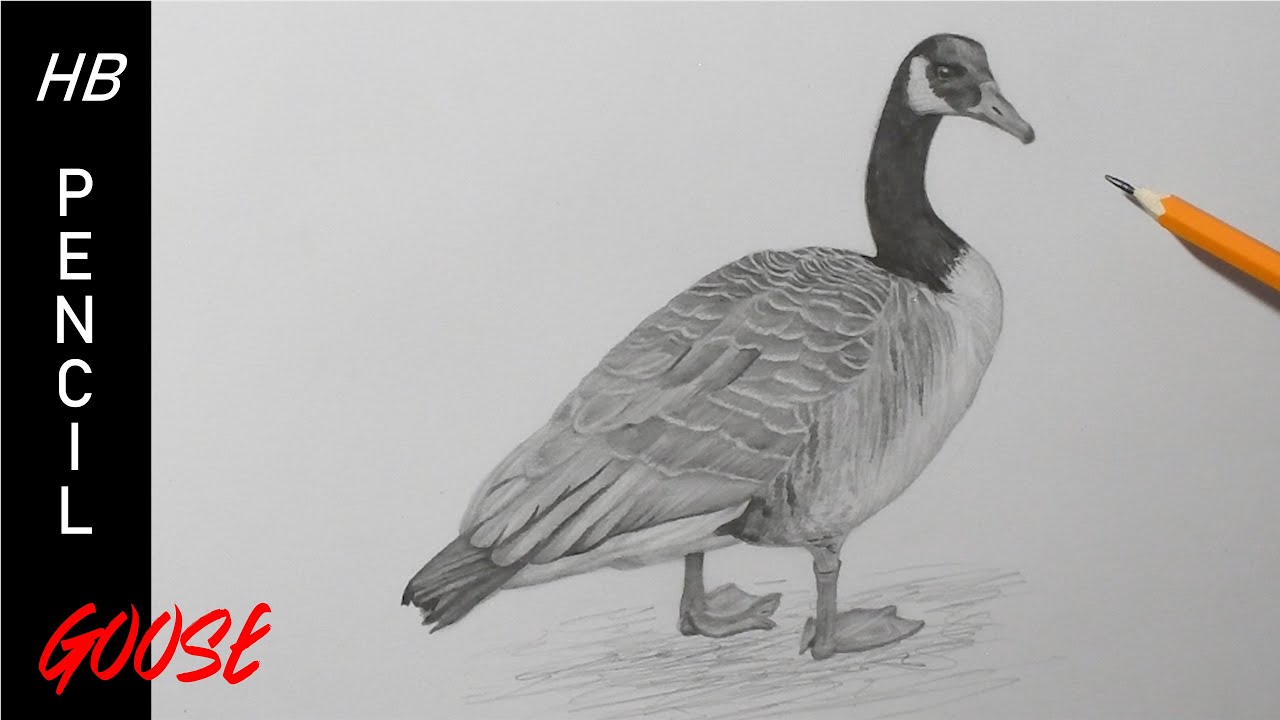 How to Draw a Goose | Detailed Pencil Drawing - YouTube