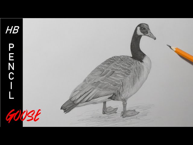 How to Draw a Goose | Detailed Pencil Drawing - Videos For Kids