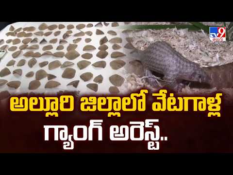Wildlife Hunting Gang Arrested in Alluri District : అల్లూరి జిల్లాలో వేటగాళ్ల గ్యాంగ్ అరెస్ట్..- TV9 - TV9