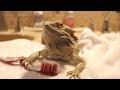 BEARDED DRAGON HYGIENE 101 // Grooming