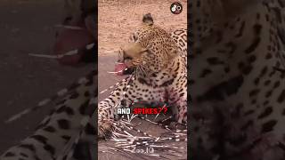 What HAPPENED to this Leopard?!? 😱