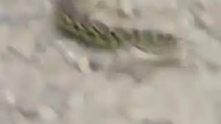 حرب القوارض// Wildlife