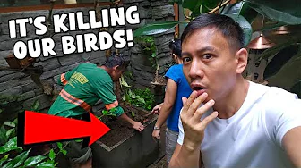 A Mystery Animal Broke Into Our Aviary and is Killing Our Birds 🐦 | Vlog #1821