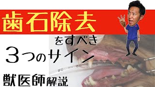 犬猫の歯石除去を検討すべき３つの合図【獣医師解説】