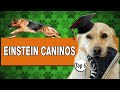 As 10 raas mais inteligentes do mundo  ranking de inteligencia canina