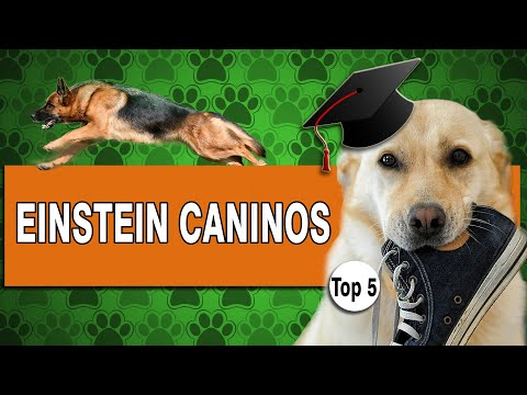 Vídeo: As dez raças de cães mais inteligentes Mesmo?
