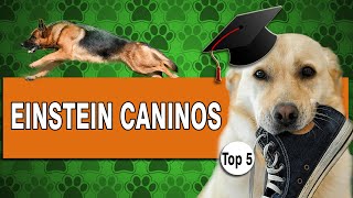 As 10 raças MAIS INTELIGENTES do mundo!  Ranking de inteligencia canina