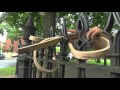 Wood Bending WITHOUT STEAM? Wood Bending WITHOUT STEAM?