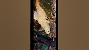 Thumbnail of GIANT Turtle RESCUED from Plastic Nightmare! 😱 You Won't Believe the Transformation! #ai #rescue