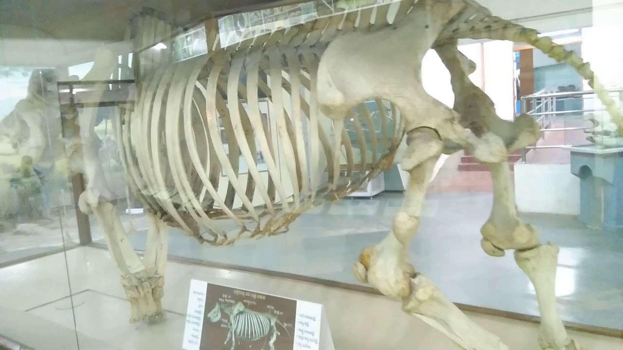 Rhinoceros Skeleton and Skull (African Black) in Regional Museum of ...