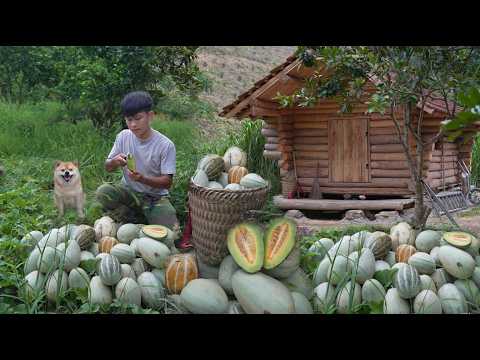 Off-grid, Harvesting Wild Watermelon in Garden For Sale, planting banana trees, Furniture For Cabin