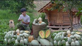 Off-grid, Harvesting Wild Watermelon in Garden For Sale, planting banana trees, Furniture For Cabin screenshot 4