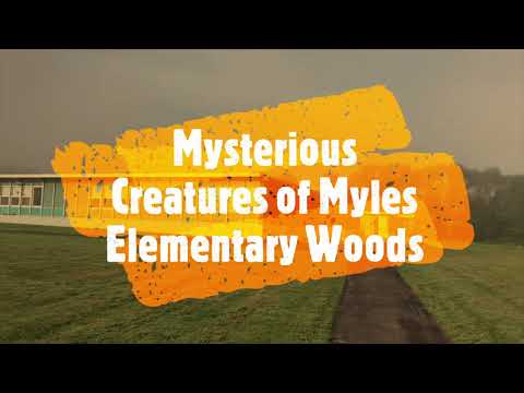 Mysteries of the Myles Elementary School Woods