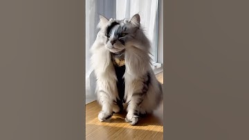 Cat transforms into futuristic robot #ai #aiart #aicat #catvideo #fyp