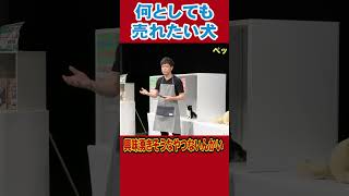 売れそうなキャッチフレーズを考えた犬#陣内智則 #ネタジン #ペットショップ #shorts