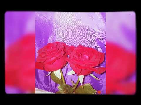 احلى وردة