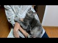 ばーばのお膝の上で赤ちゃんみたいに甘える猫