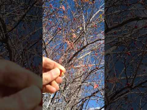 خواص عجیب میوه گل نسترن غنی ترین منبع ویتامین  به روایتی    