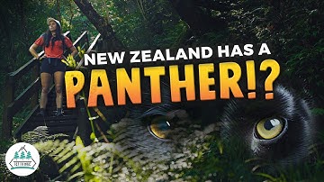 The Elusive Predator, searching for New Zealand’s BIG CAT