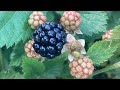 Harvesting the beast its blackberry season at forever foods farm