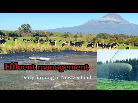 A day in dairy farming 🥰 New Zealand @Dairy-Farming-with-Love @farming ...